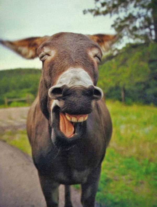 Funny animals of the week - 28 March 2014 (40 pics), smiling donkey