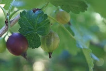 Stachelbeeren