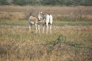 Wild ass  with its foal