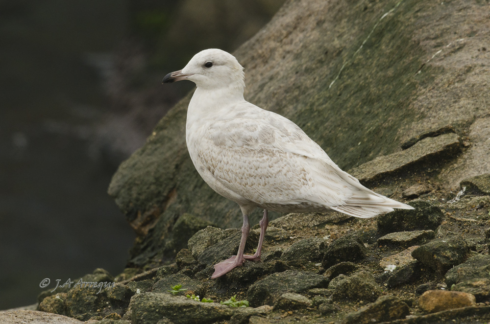 Gaviota groenlandesa, Larus galucoides kumlieni, Kumlien´s gull Gaviota groenlandesa, Larus galucoides kumlieni, Kumlien´s gull