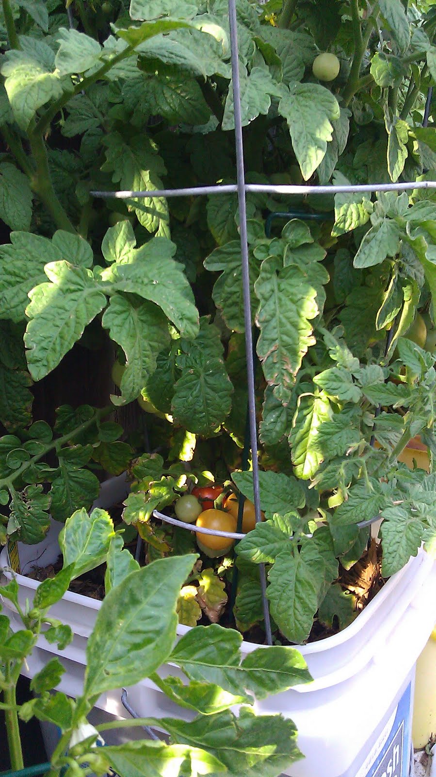 My Bucket Garden Growing&hellip; Growing&hellip; Growing!!!