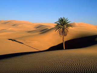 desert widescreen image plant