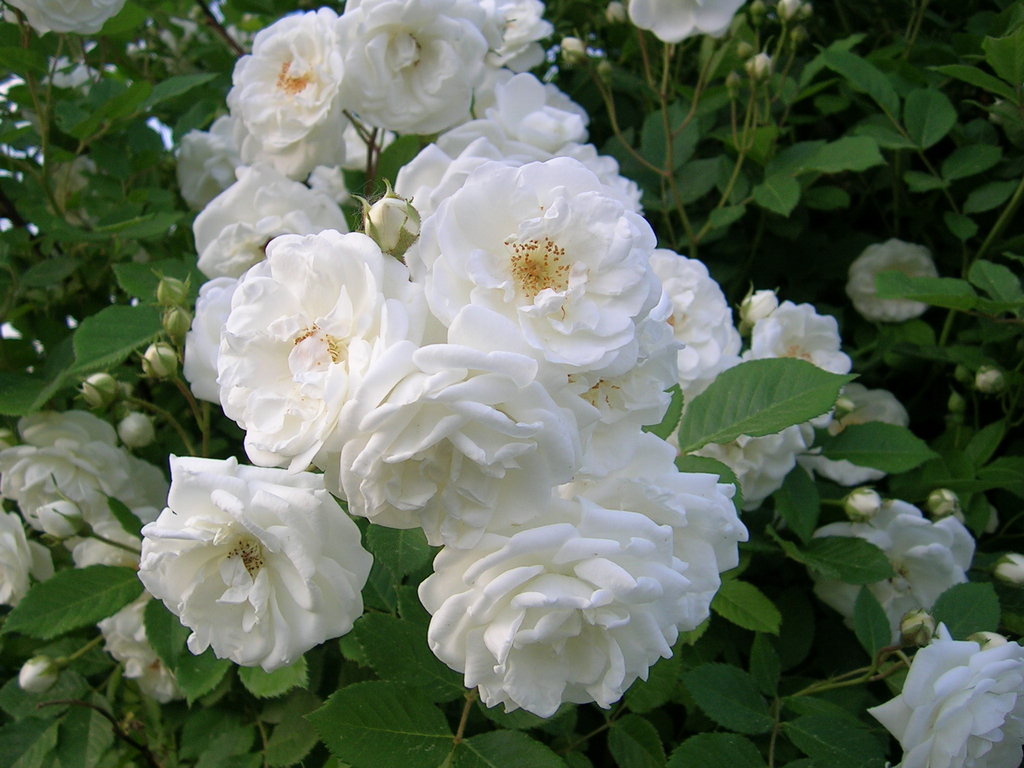 Mawar Putih: Tips Menanam Bunga Mawar