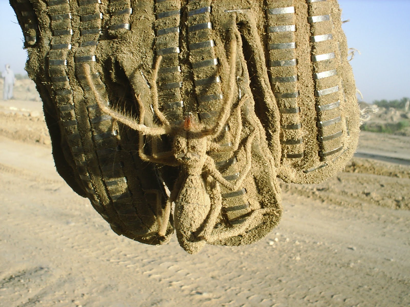 Fascination With Fear Halloween Festival Of Lists October 7 SEVEN ShriekWorthy Arachnids