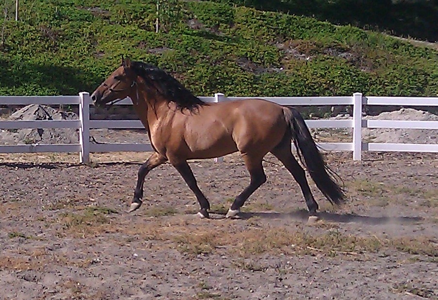 Spanish Sulphur Horses