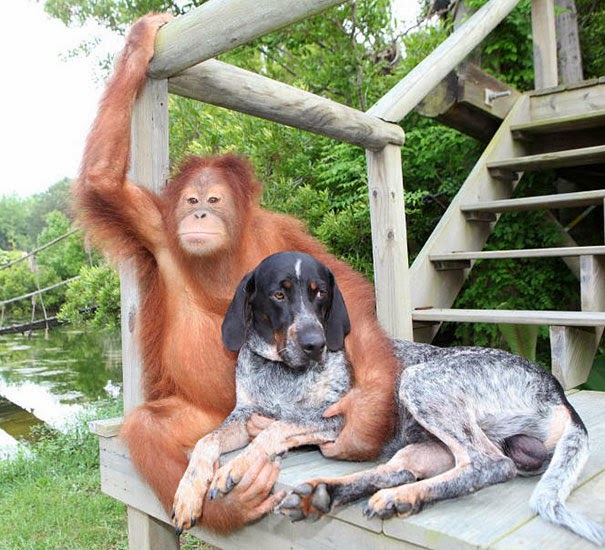 Extraña amistad entre animales de distintas razas