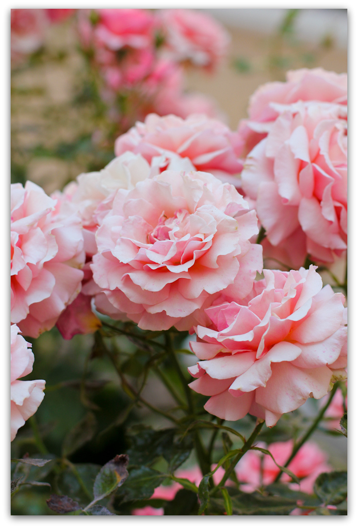 Where the wild roses grow...