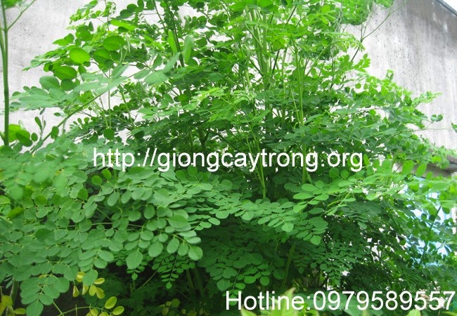 cay-rau-chum-ngay.jpg