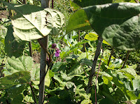 Allotment Growing - French Beans - Blauhilde