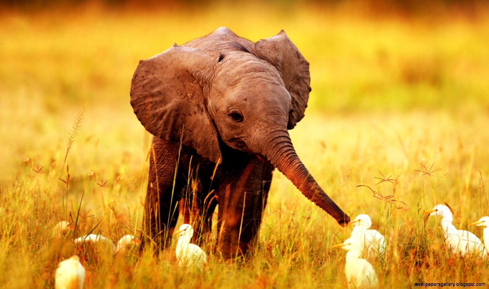 Elephant Desktop Wallpaper Images amp Pictures Findpik Elephant Desktop Wallpaper Images amp Pictures Findpik