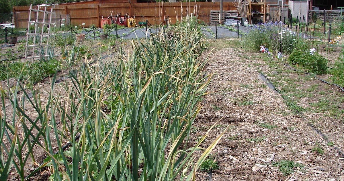 New Utah Gardener How Do We Know When To Harvest Garlic?
