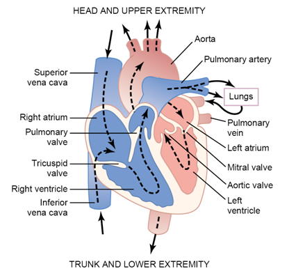 MBBS Medicine (Humanity First): Heart muscles,as a pump and functions
