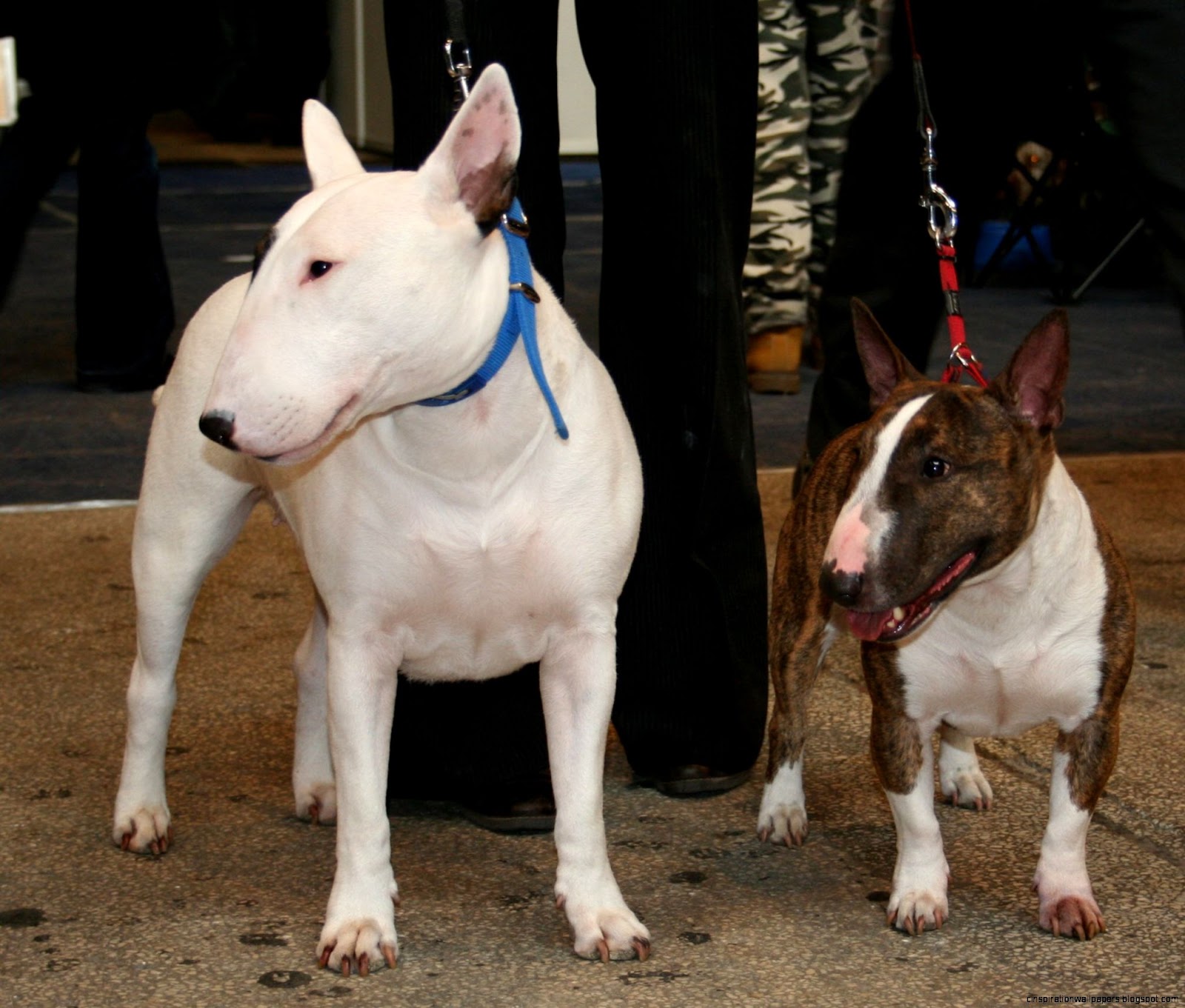 Miniature Bull Terrier Miniature Bull Terrier