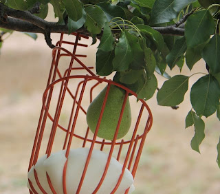 pear picker closeup photo of pear picker closeup