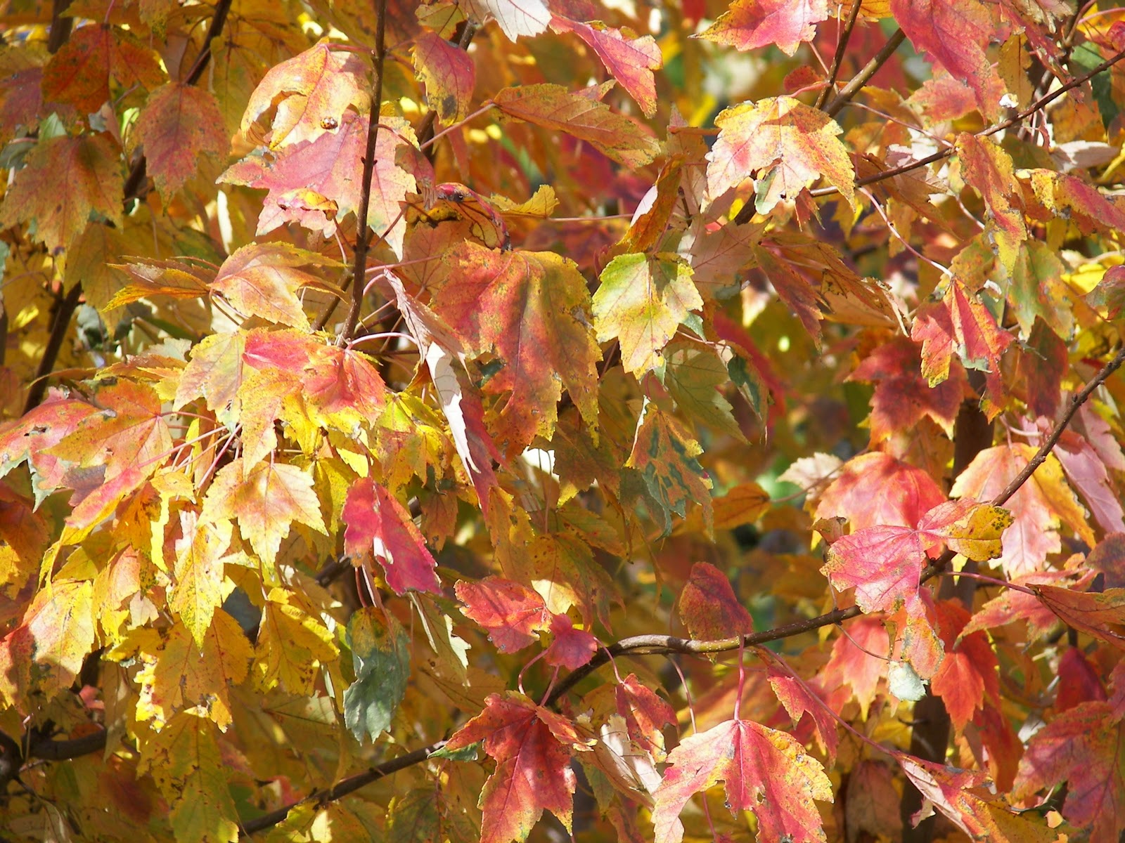 Why Are My Maple Trees Leaves Falling Off