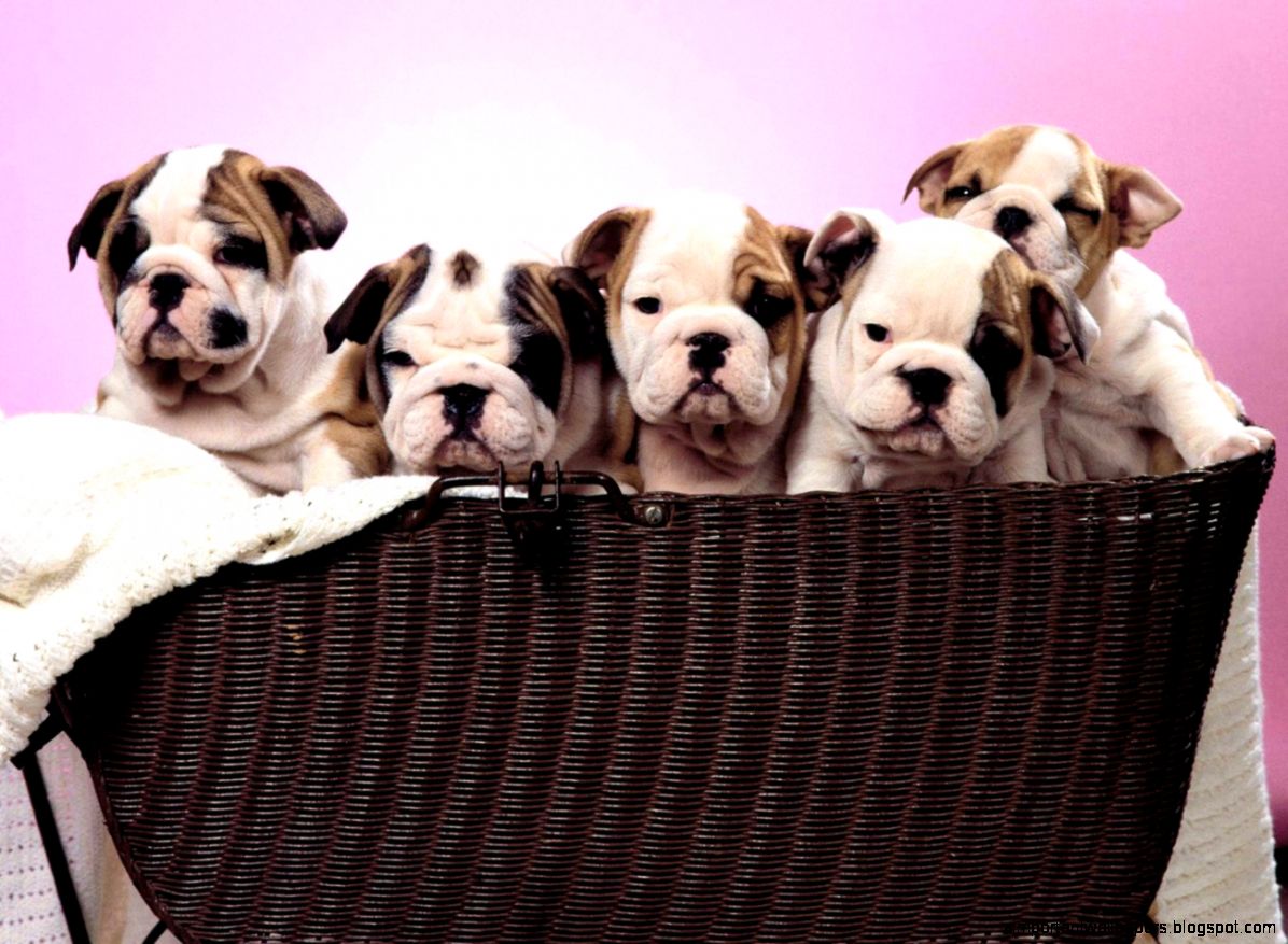 Download Free English Bulldog Puppies Wallpaper The Quotes Land Download Free English Bulldog Puppies Wallpaper The Quotes Land