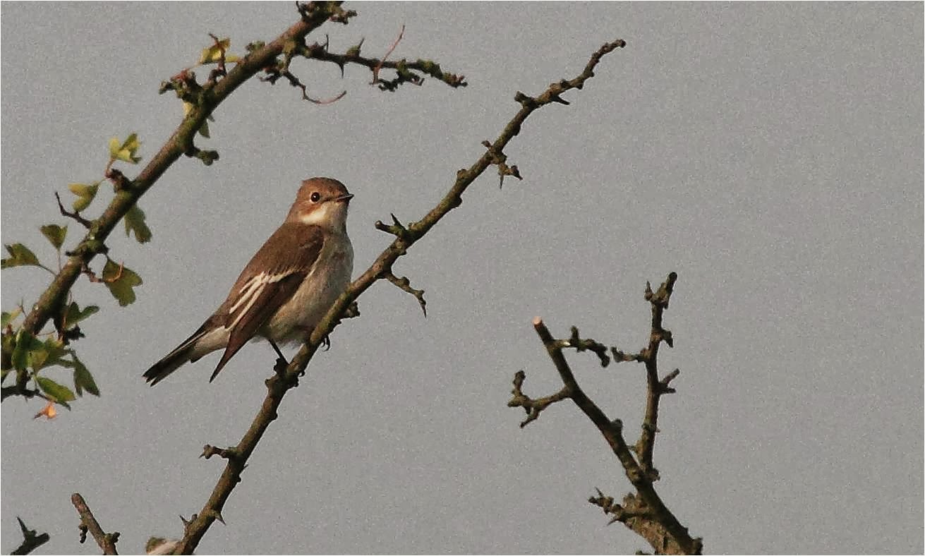 top 28 not shabby at all wanstead birding september top 28 not shabby at all wanstead birding september