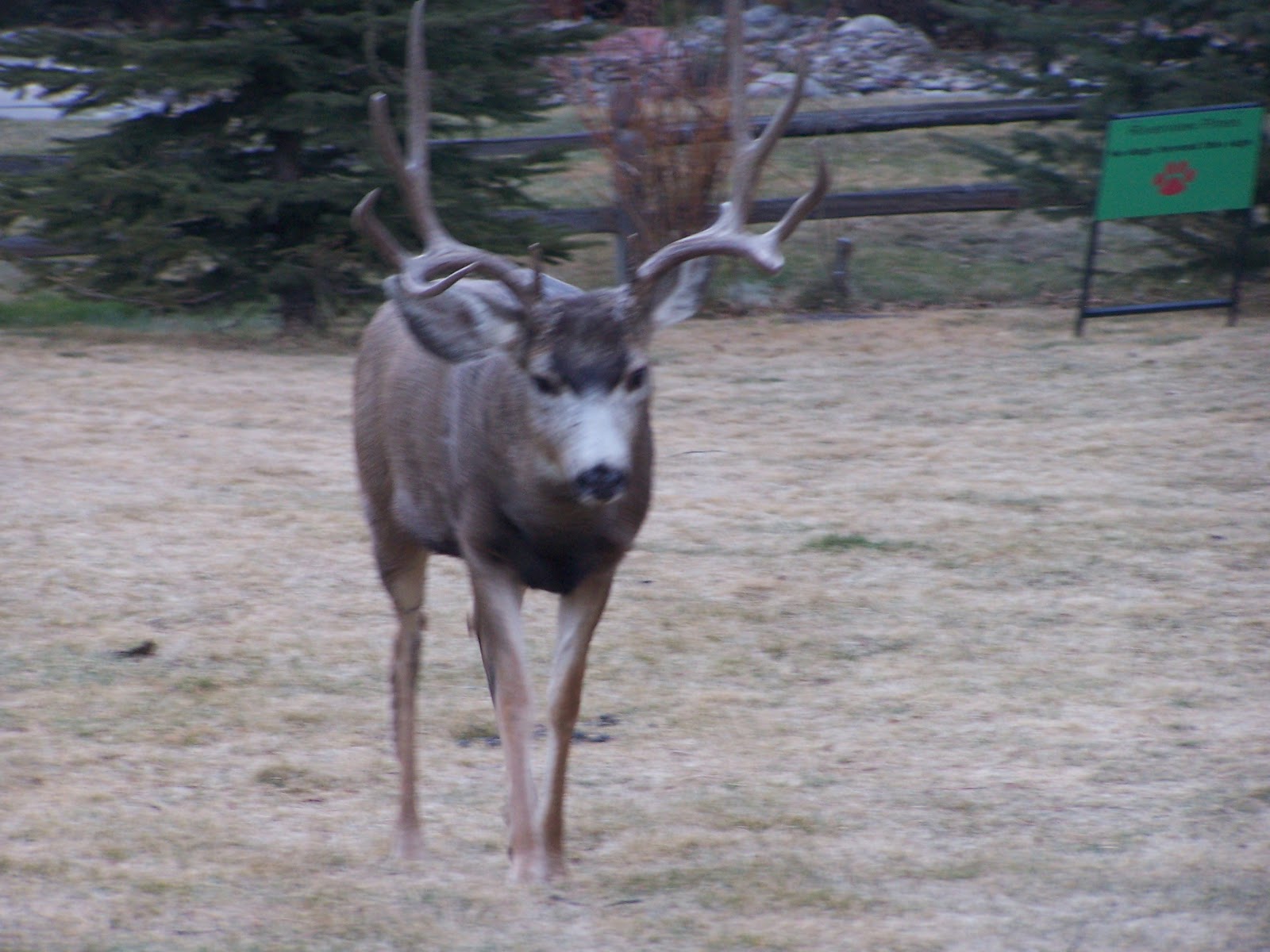 The Natural World The Animals of Estes and Rocky Mountain National Park