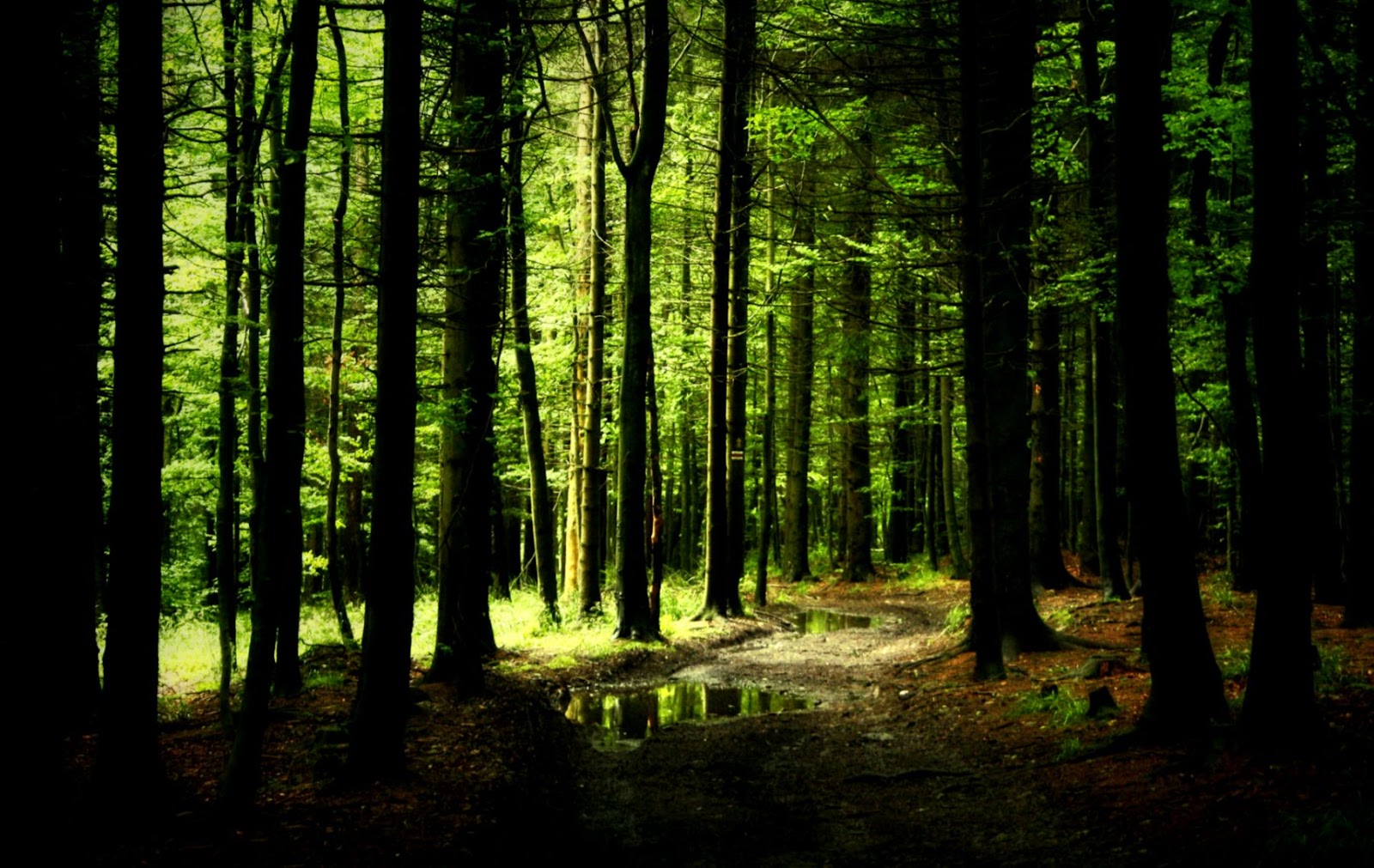 Tumblr Forest Desktop Tumblr Forest Desktop