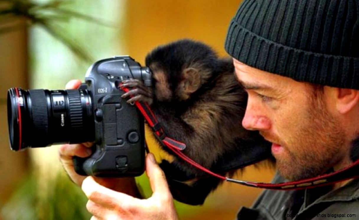 Monkey Backroundgrapher Background Desktop Background Desktop Monkey Backroundgrapher Background Desktop Background Desktop