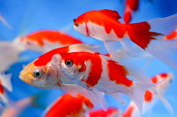 comet-goldfish