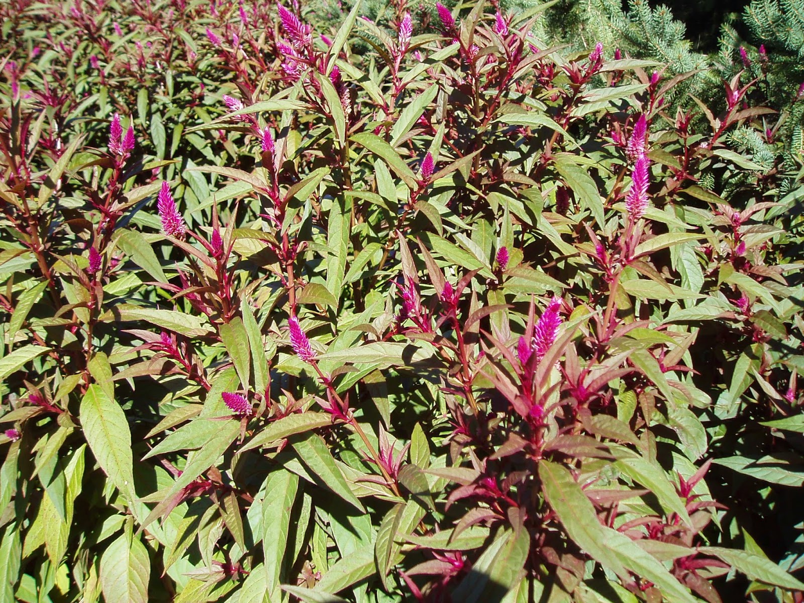 Flowering Red Bottlebrush Bush Stock Photos Flowering Red