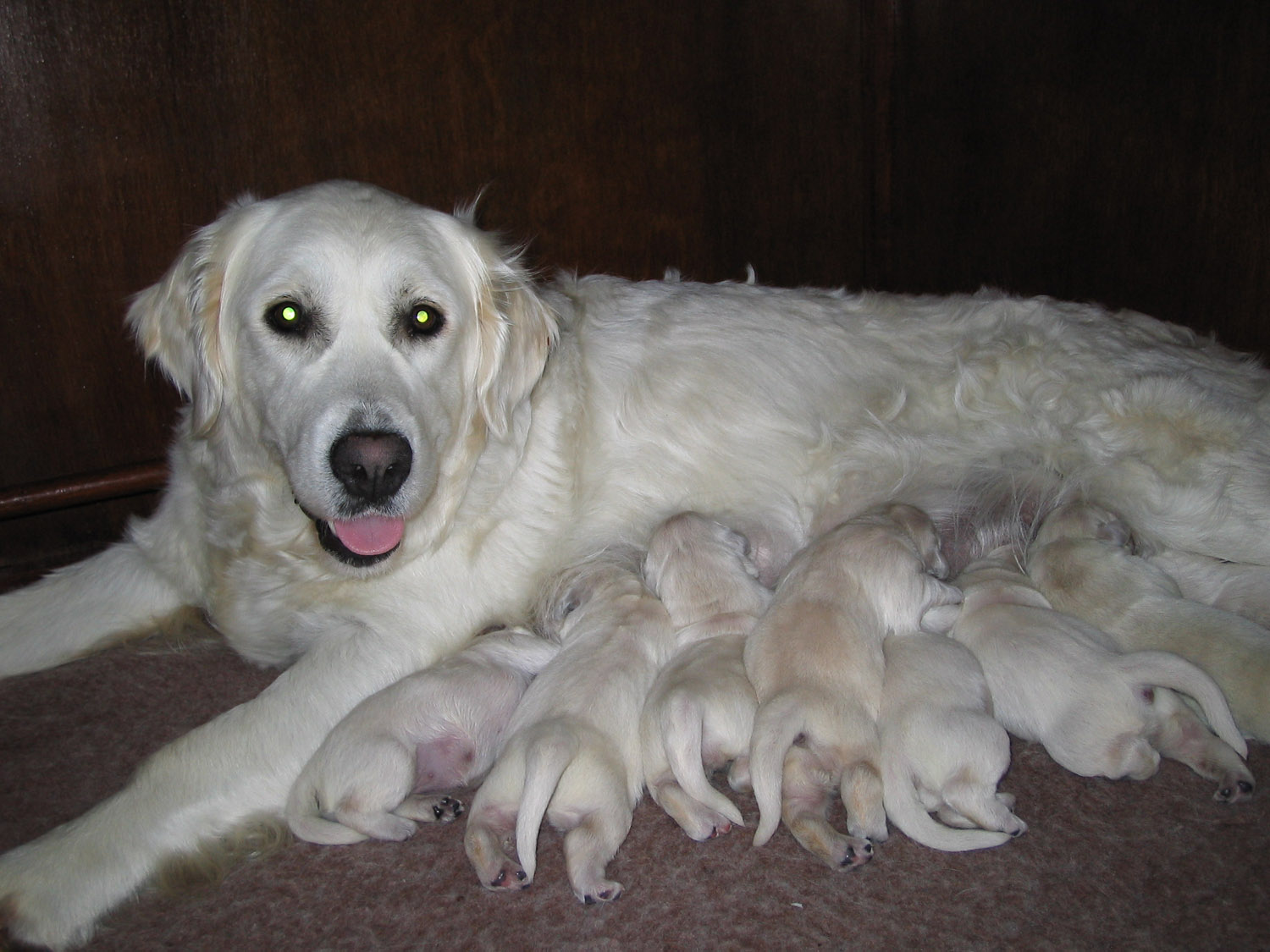 All List Of Different Dogs Breeds How To Be A Responsible Dog Breeder