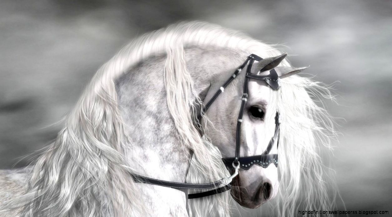 Birds Yellow Blue Beautiful Birds Picture HD Wallpapers for HD 16 Birds Yellow Blue Beautiful Birds Picture HD Wallpapers for HD 16