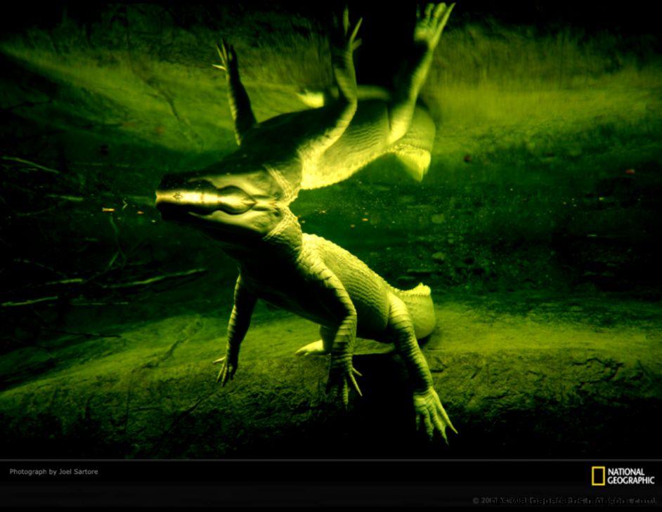 White Alligator Photo by Joel Sartore New Orleans Wallpaper White Alligator Photo by Joel Sartore New Orleans Wallpaper