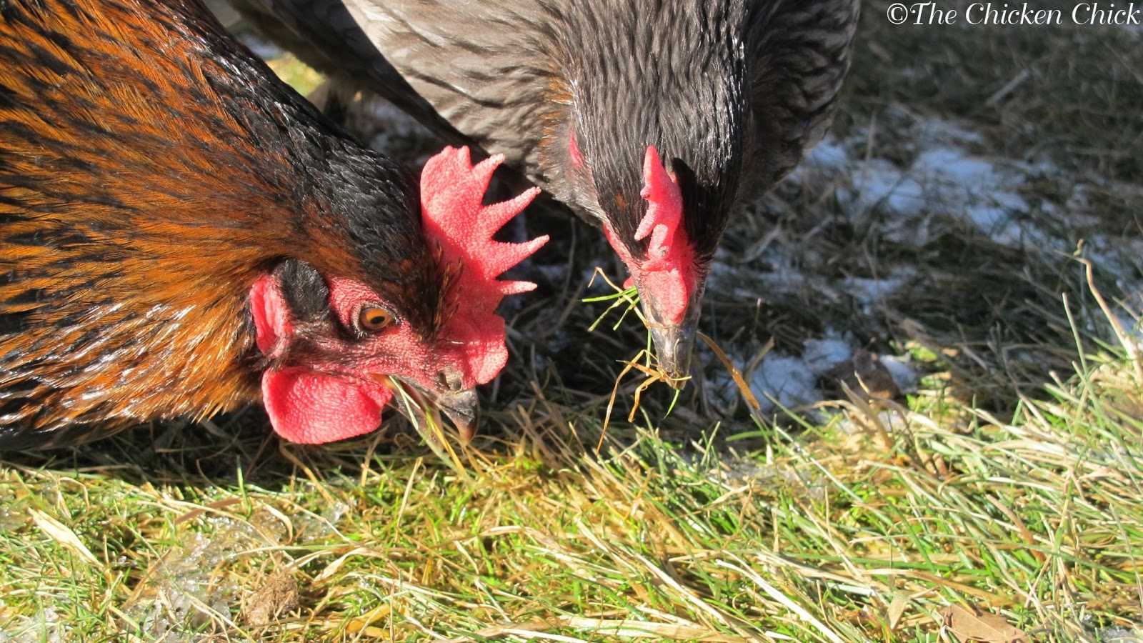 Repairing a Chicken's Broken Beak The Chicken Chick®