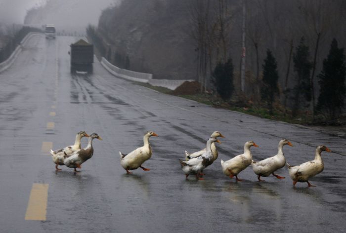 animals crossing road