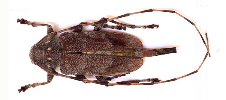 Boletín Sociedad Andaluza de Entomología Vol. 12 Boletín Sociedad Andaluza de Entomología Vol. 12