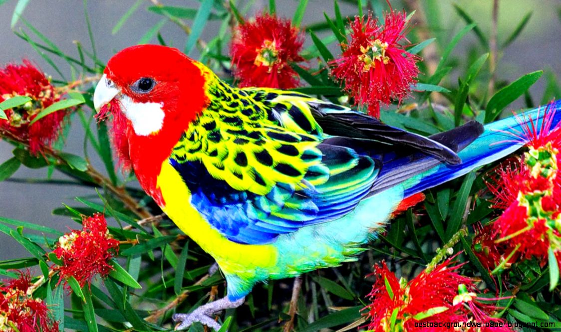 beautiful birds wallpapers free download WhatsApp Girls Number beautiful birds wallpapers free download WhatsApp Girls Number