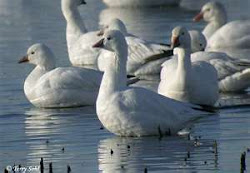 Ross's geese