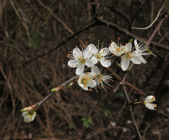 Blackthorn blossoms - white and showing stamens