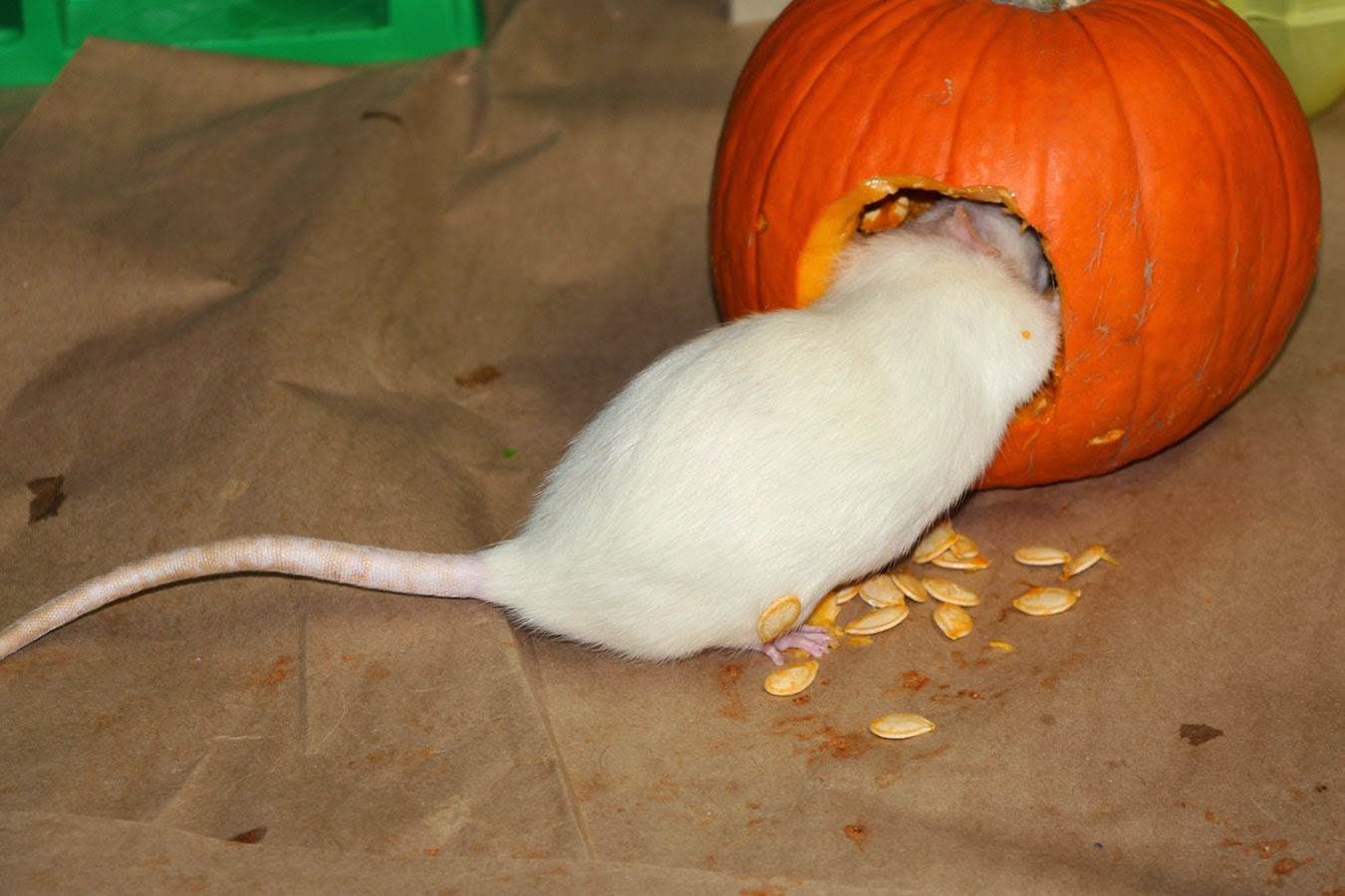 Ratropolis Fall Pumpkins are Fun for Rats, Too!