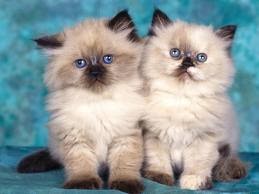Healthy Pet Better Health Cats And Dogs Specifically Type Of Cats
