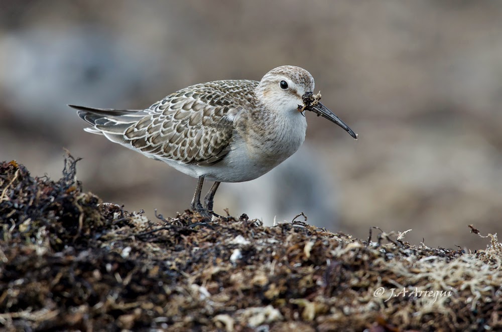 correlimos zarapitin, Calidris ferruginea, Curlew Sandpiper correlimos zarapitin, Calidris ferruginea, Curlew Sandpiper