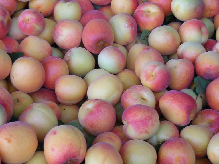 Organic Apricot from Spain Albaricoque Ecológico Español English to the Organic