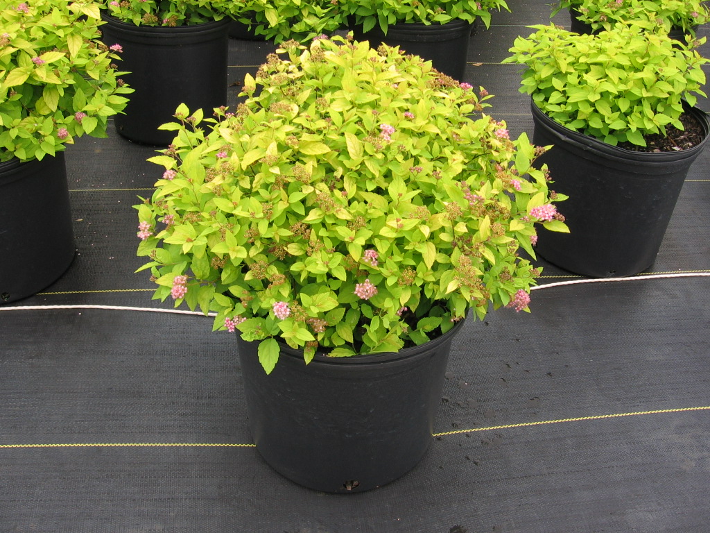 Home Garden Design Spirea Pruning Coppicing In 1 2 3 And