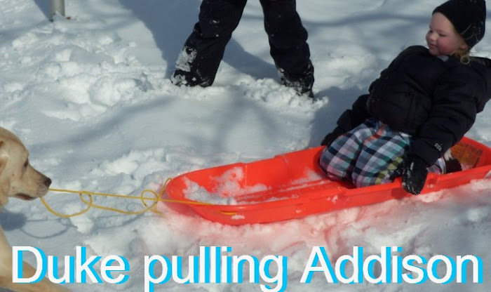 Duke pulling Addison in the sled