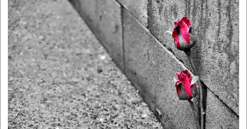 A Rose in Concrete: 'A Rose in Concrete' Explained