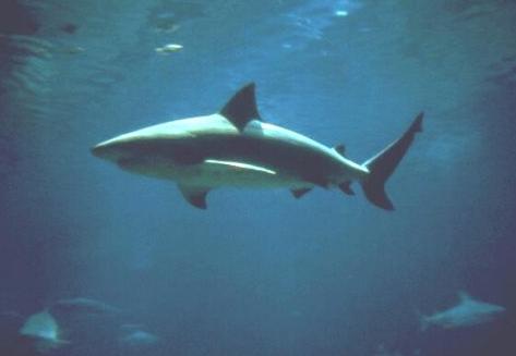 baby bull shark