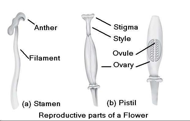 view basic mechanisms in