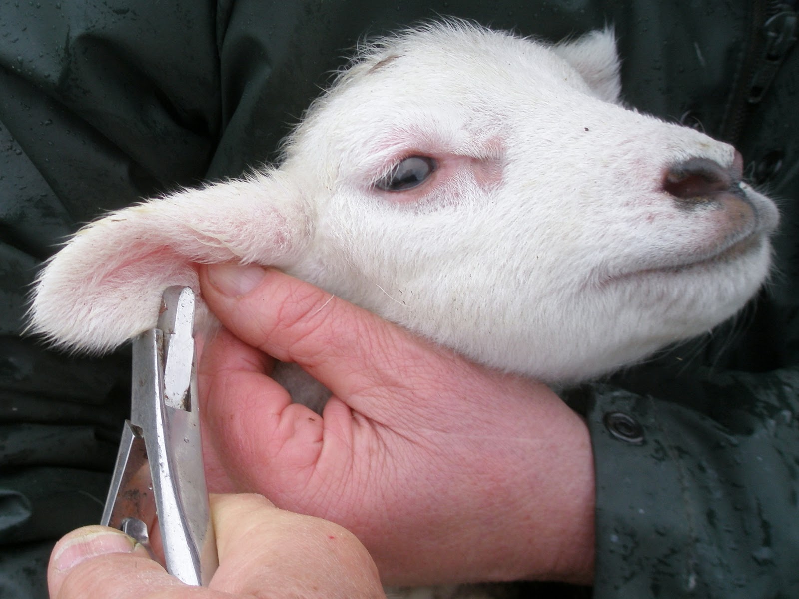 CraigardCroft "Marking" the lambs.
