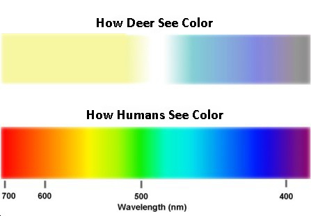 Buck Naked: A Deers View of the World