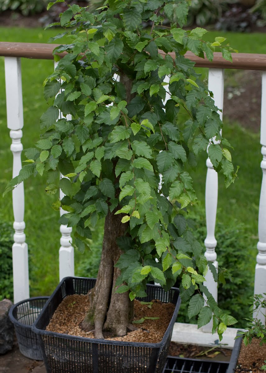 Matthew Holt&rsquo;s Artistic Endeavors: New American Hornbeam Bonsai