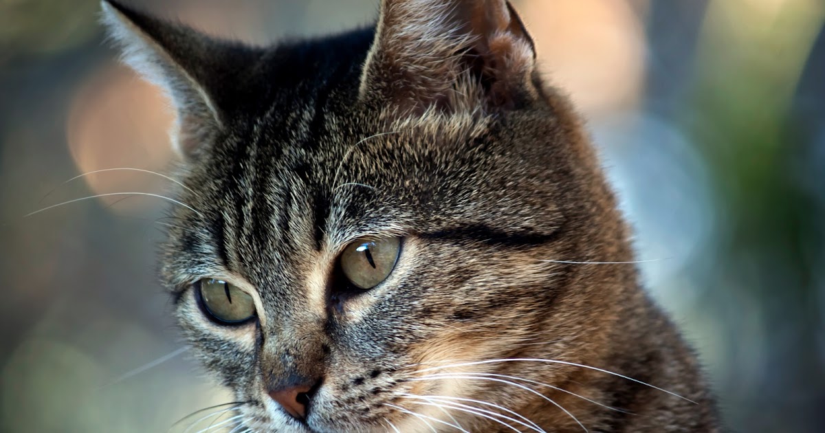 Best Jungle Life Animals & Animal Wallpapers Beautiful Animal Pictures