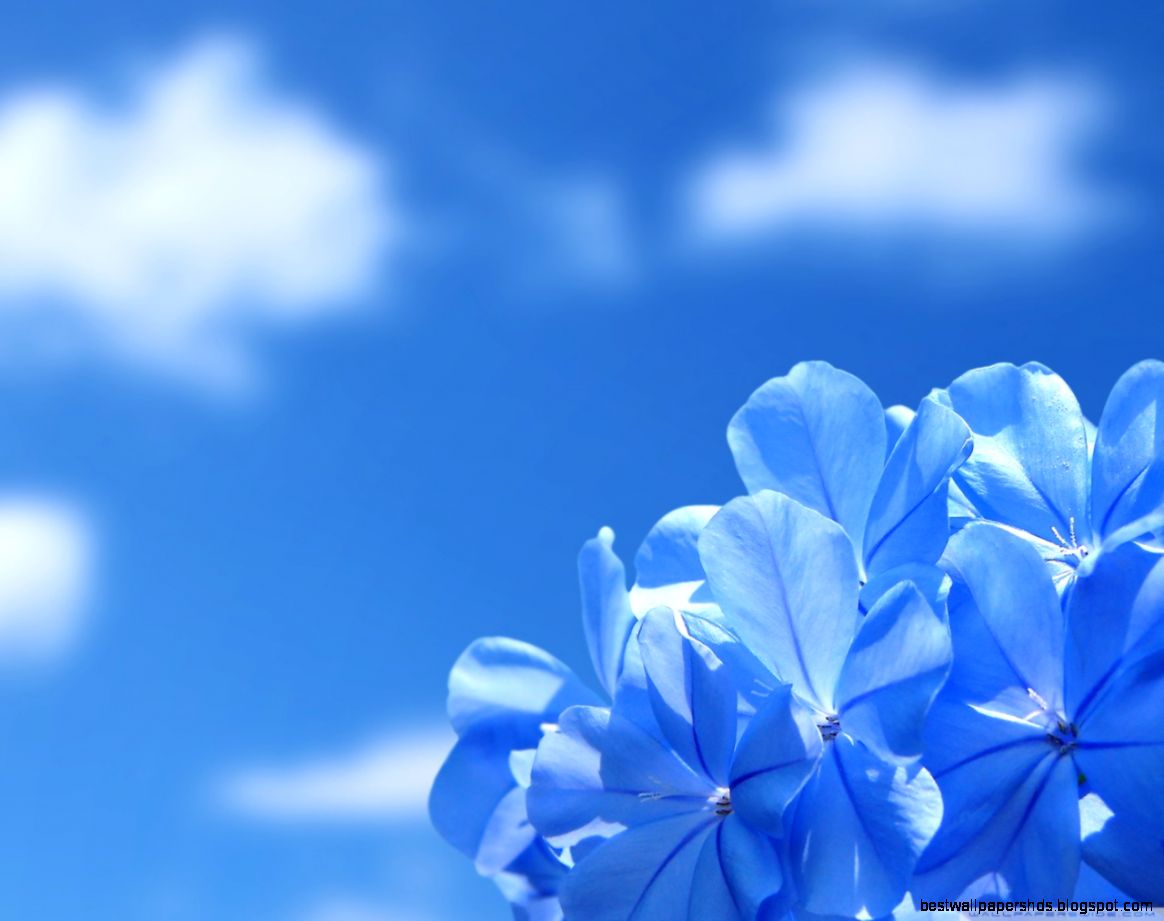 Blue Flowers HD desktop wallpaper  Widescreen  High Definition