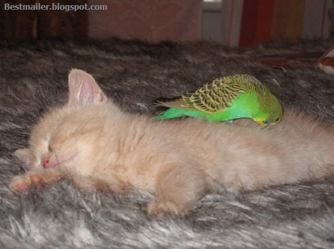 Photos of Kitten and the Bird.9